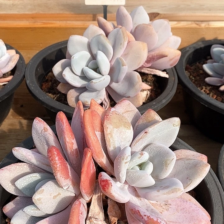46大粉兔双头 福利多多