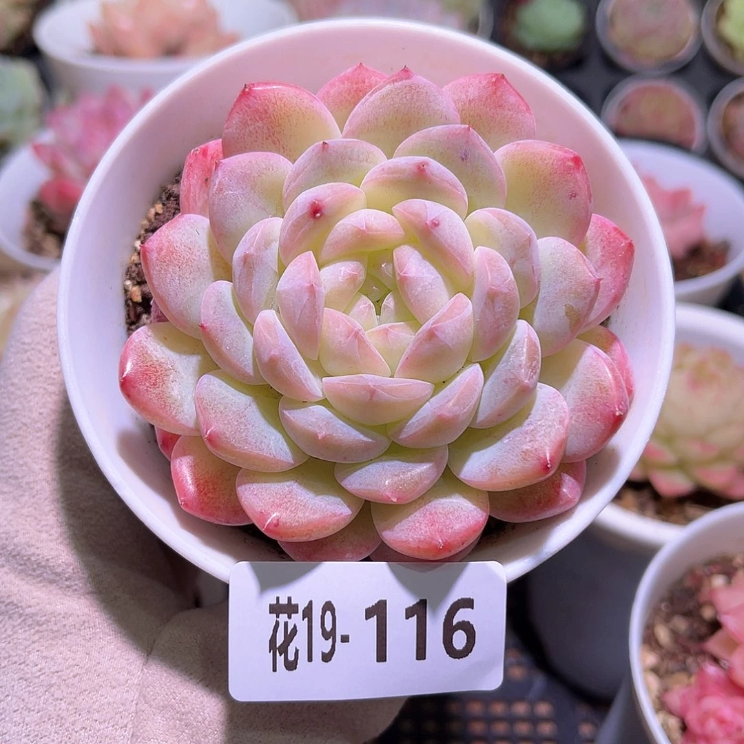 花利美19-116白桃汽水