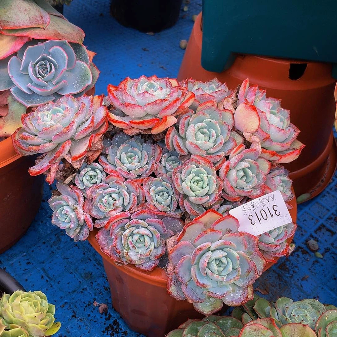 娜***姐    千山雪多肉31013