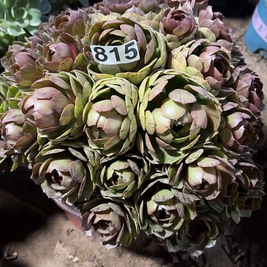 雨**桐一颗多肉法师植物 有瑕疵