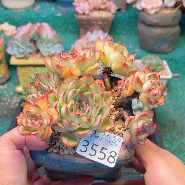 沿***~大3558；vzvxbvbbbb