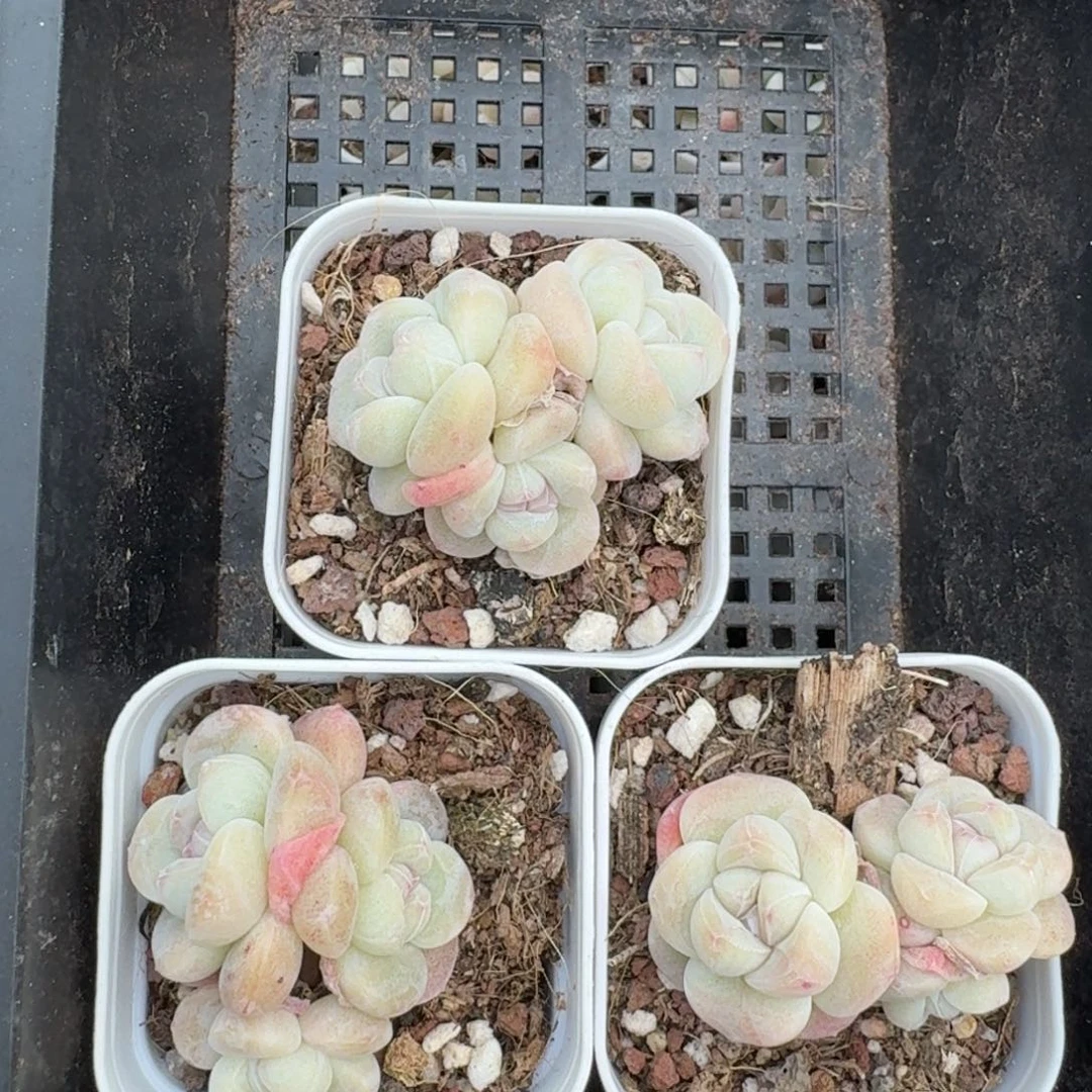 ?****27 号到手一框江北多肉