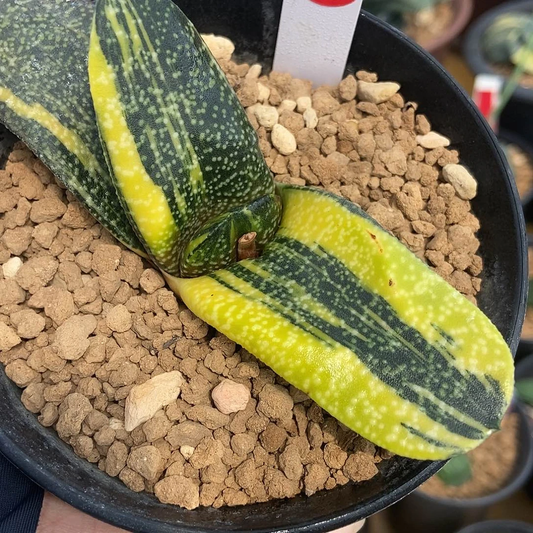 562卧牛转锦带盆发货