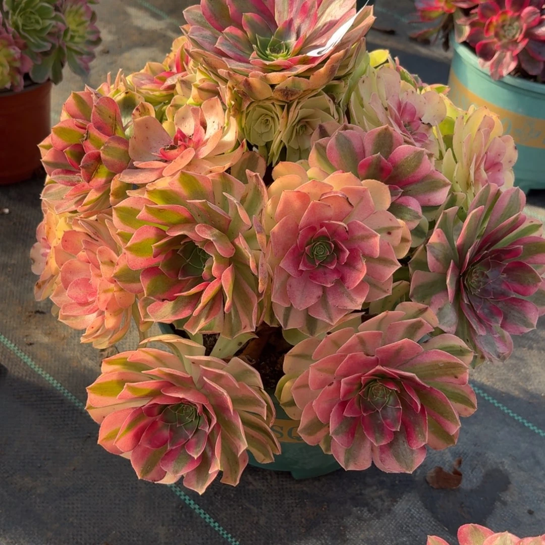 700超级大雨河多肉植物福利