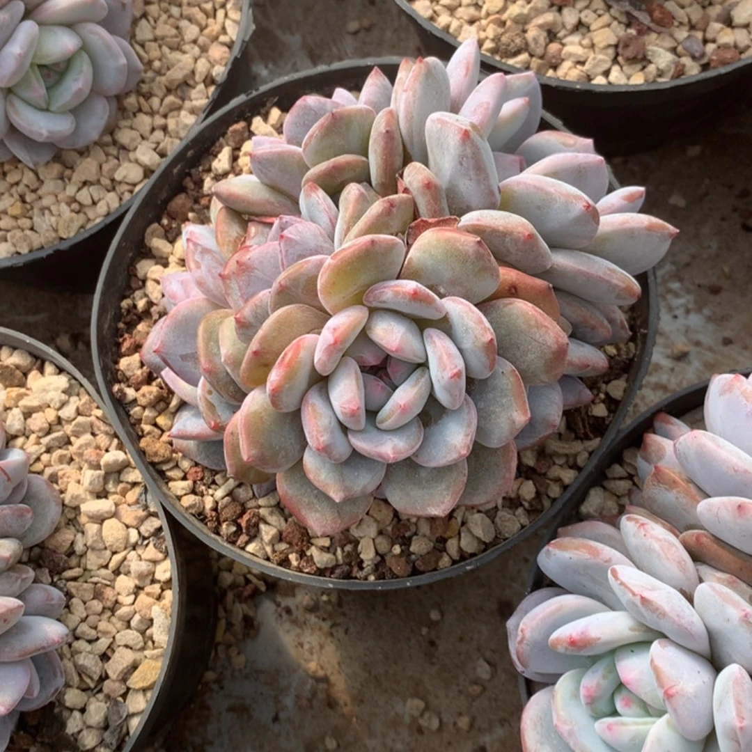 无花朵哈哈哈哈哈哈哈哈69