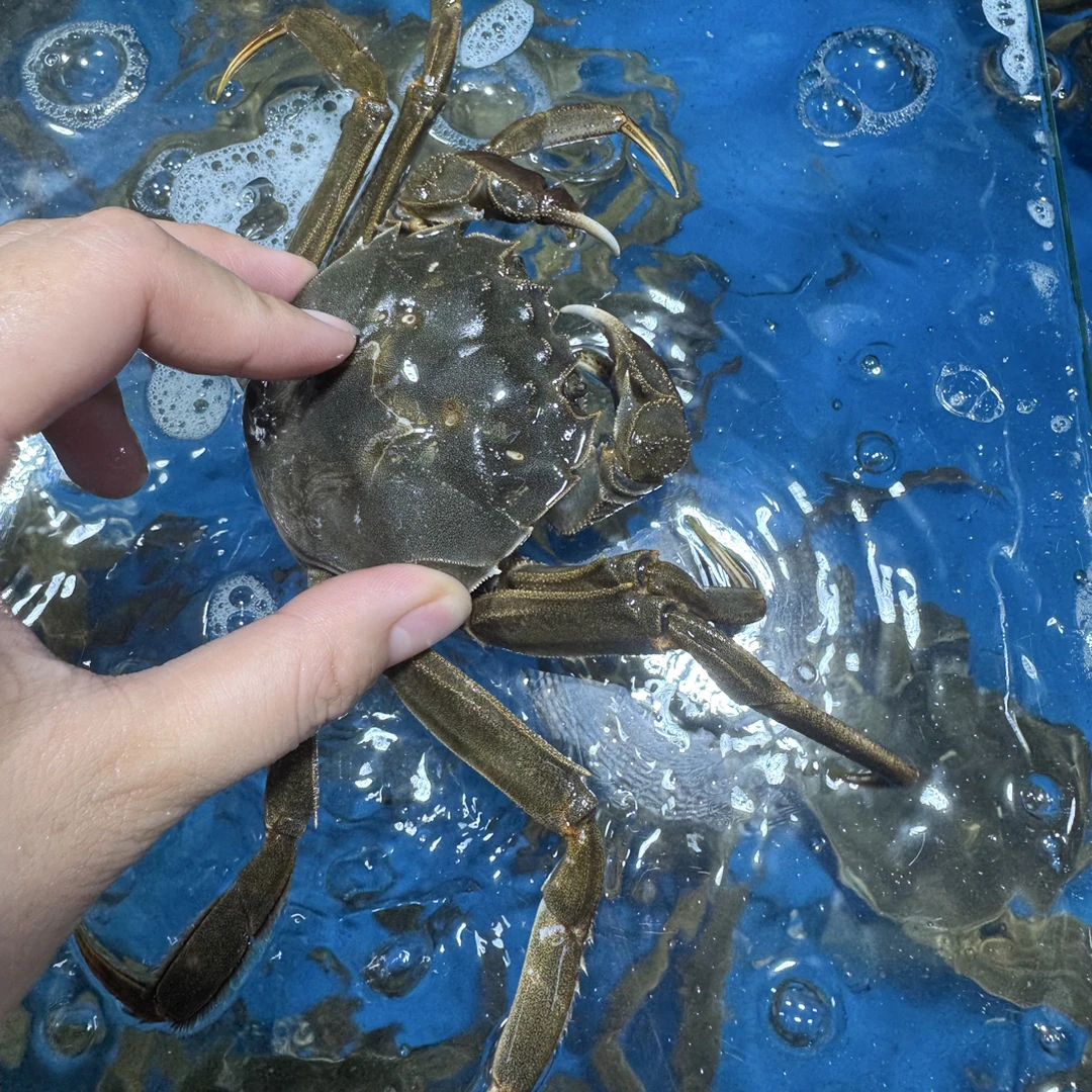 鲜活 母大闸蟹 1.5-1.8两/只