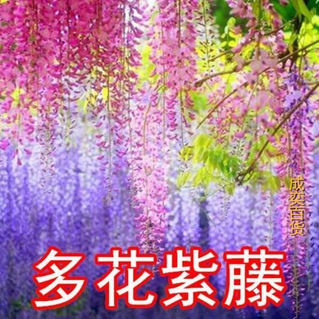 原厂春季多花紫藤种子紫藤树苗爬藤屋顶盆栽花园围墙庭院攀援植物