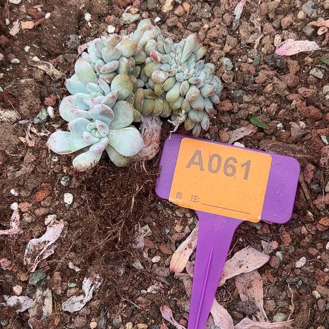宁***多肉植物一物一拍
