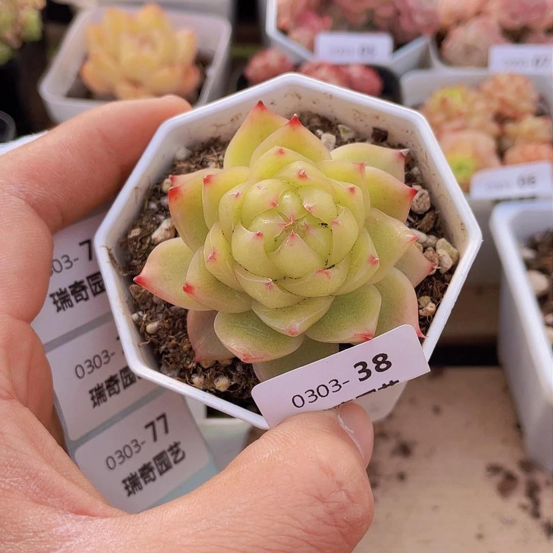 00000000000038量拍