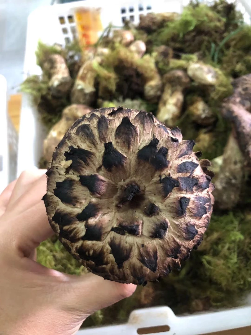 云南新鲜野生黑虎掌菌500克