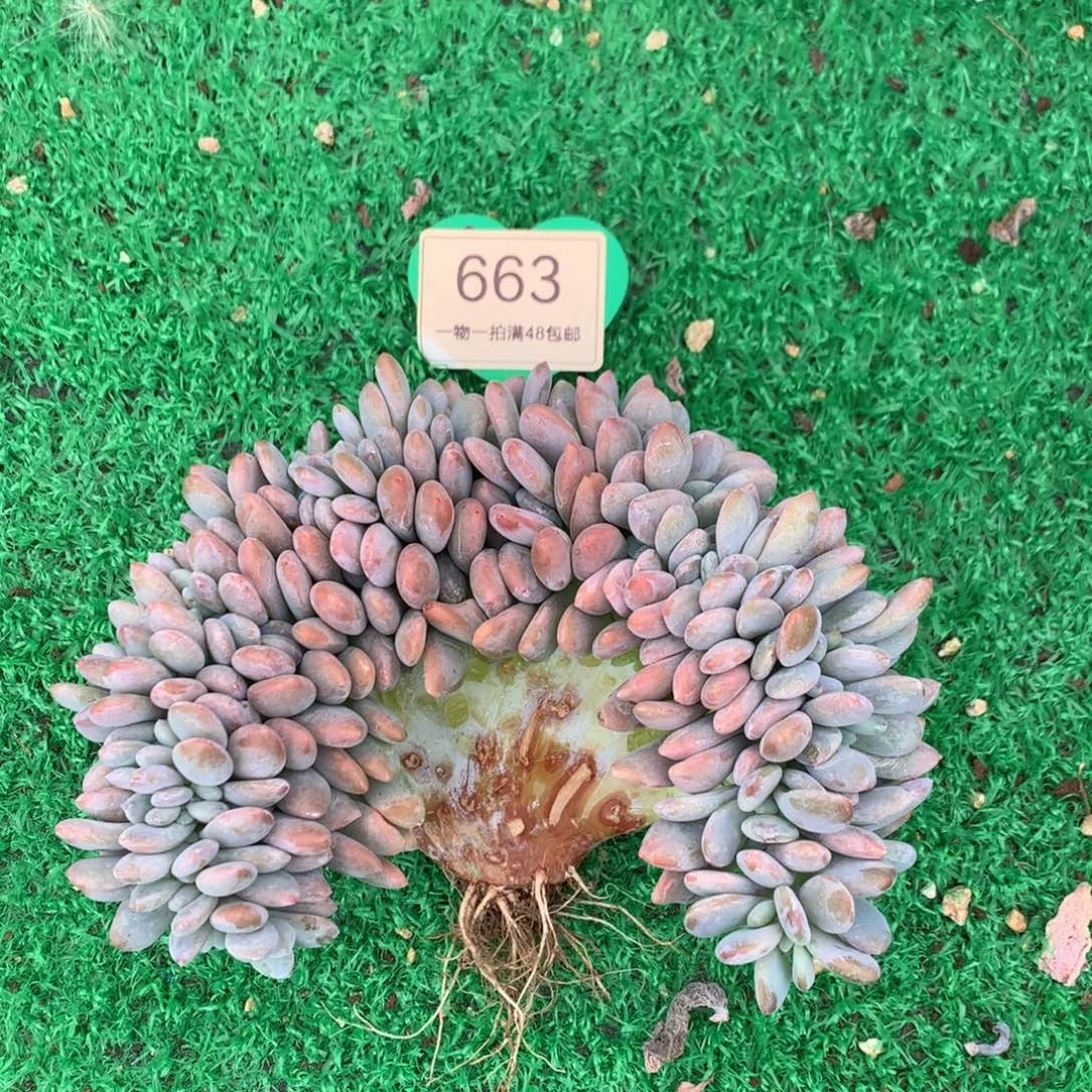 粉兔缀化15公分663