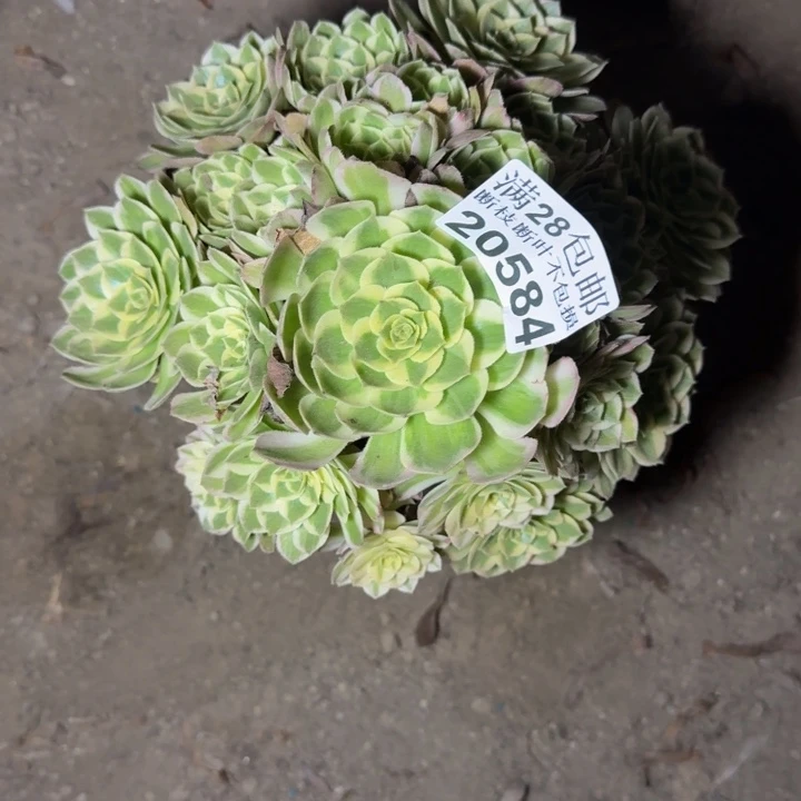 20584海鲜多肉植物