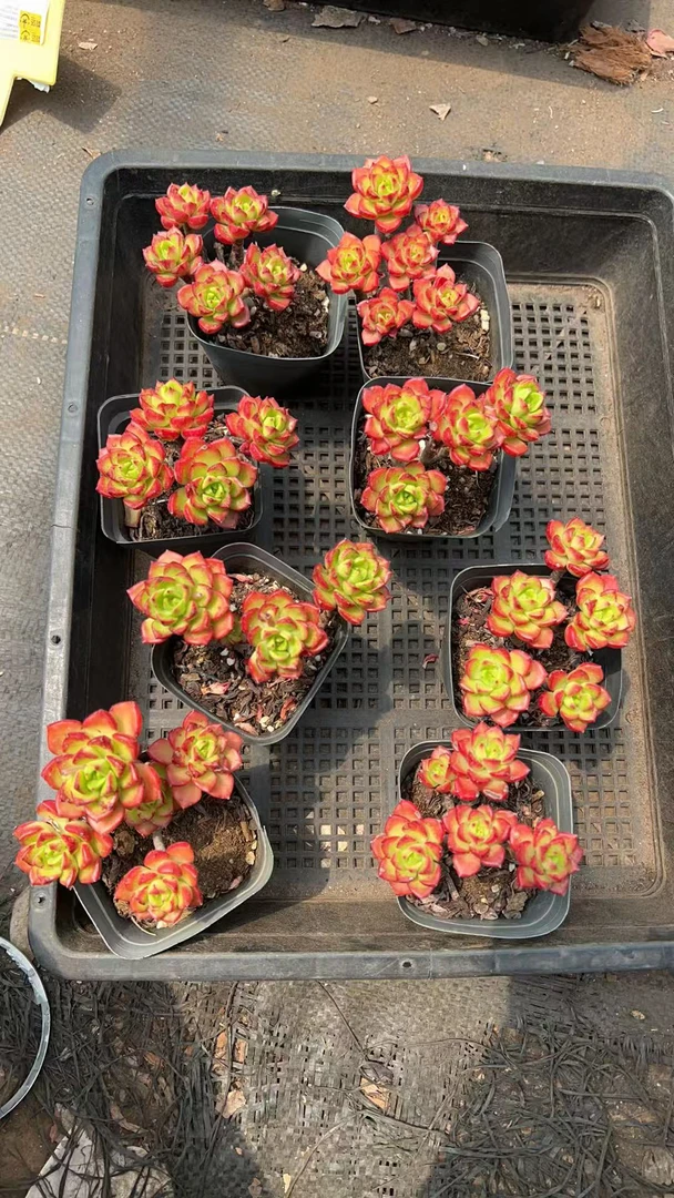 【迪亚小】阳台办公室庭院老桩盆栽多肉植物