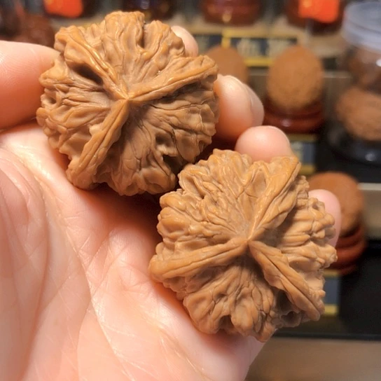 野生骨王：三棱全品