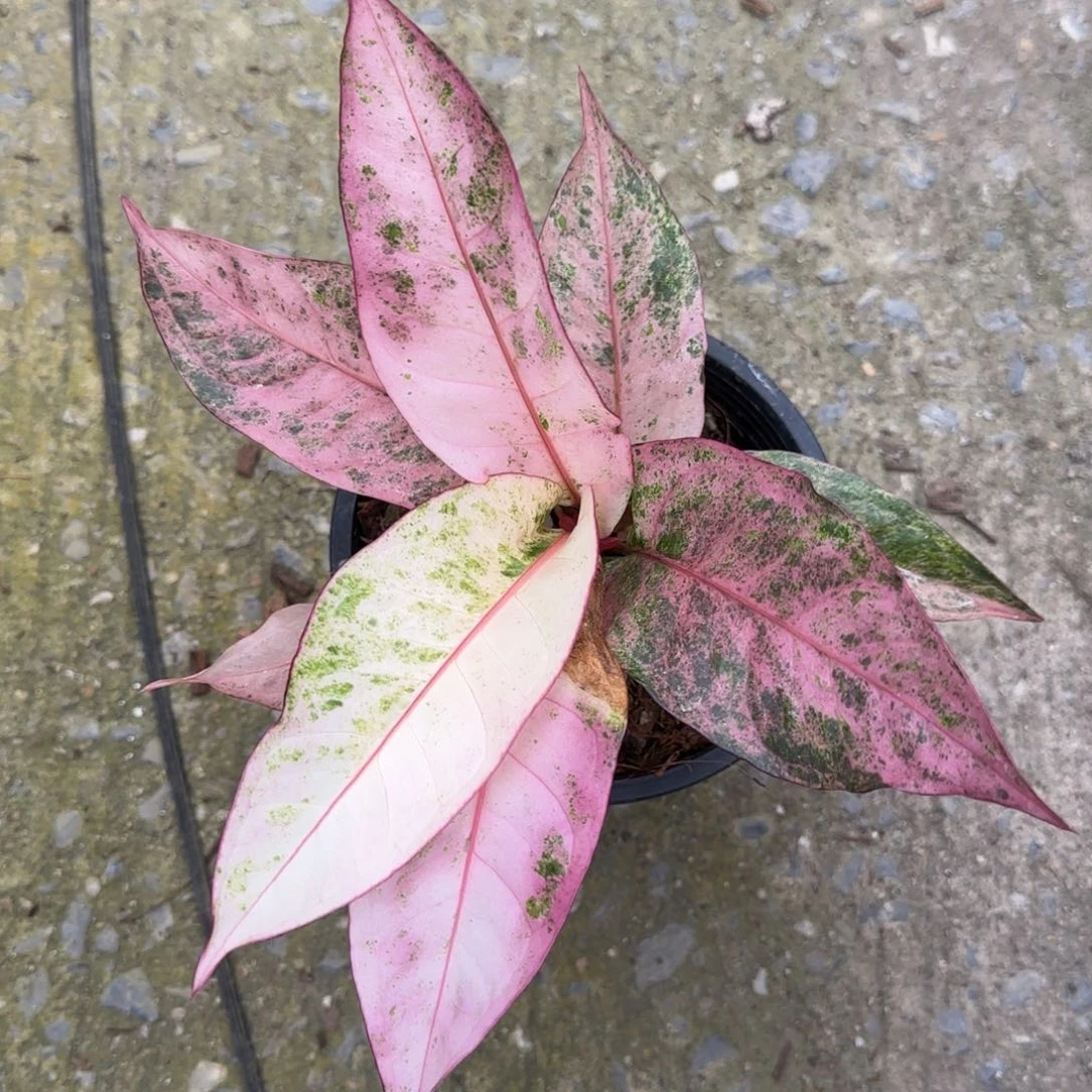 16-1130泰国发货鸟巢花烛