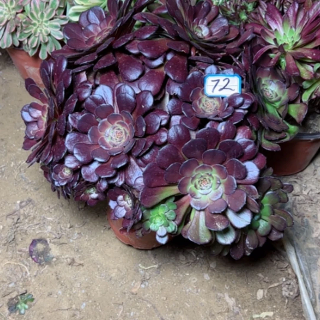 【闪购商品】意*意多肉植物黑萝莉72