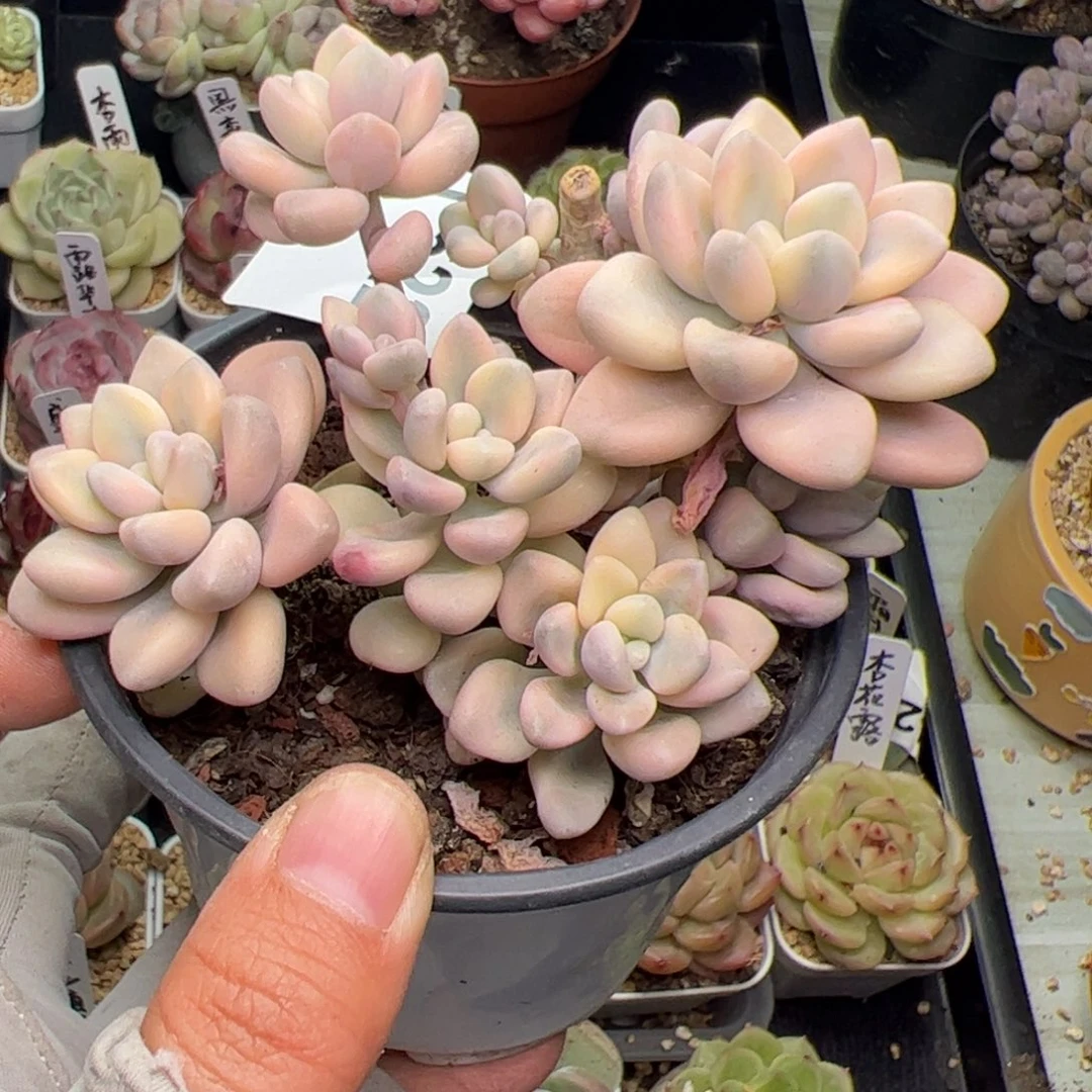 522 多肉植物组合盆栽