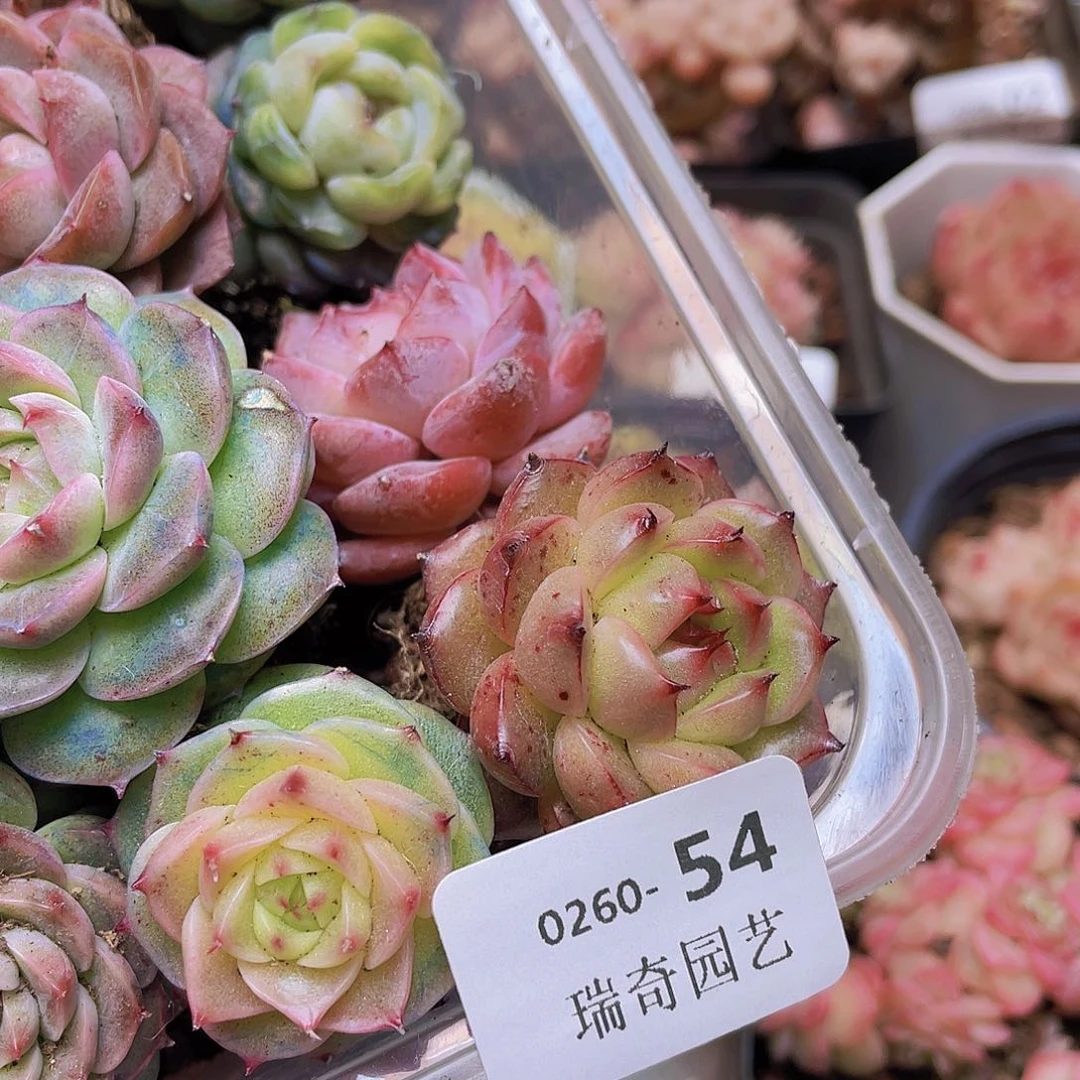 0000000000000054量拍