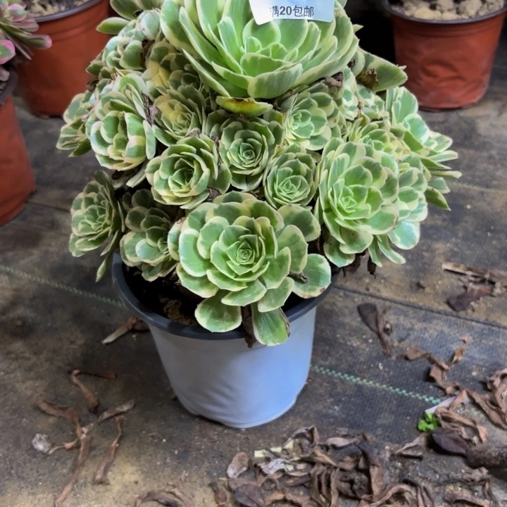 瑞妈多肉园艺470迈