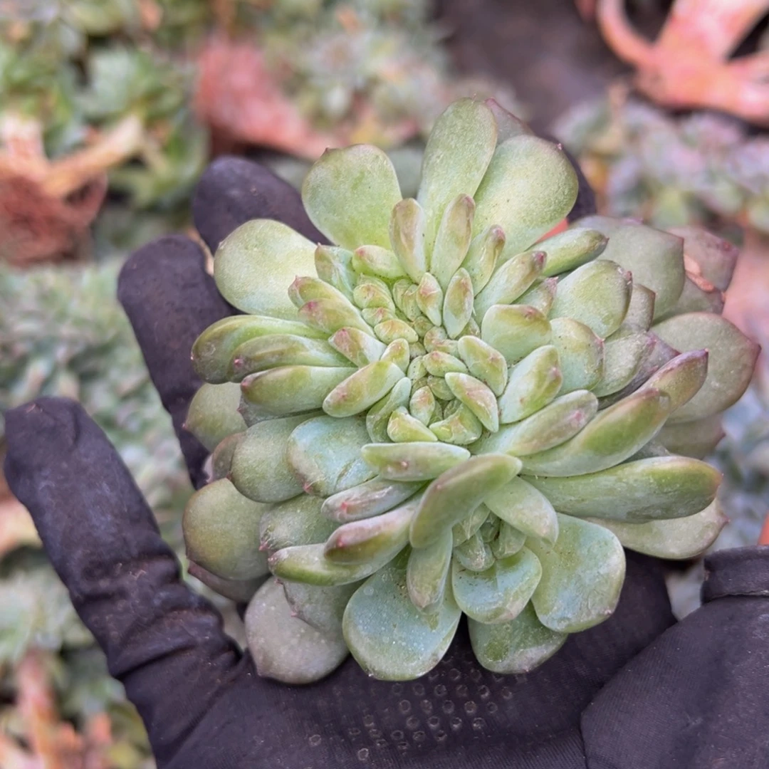 琥珀缀555 天天开心