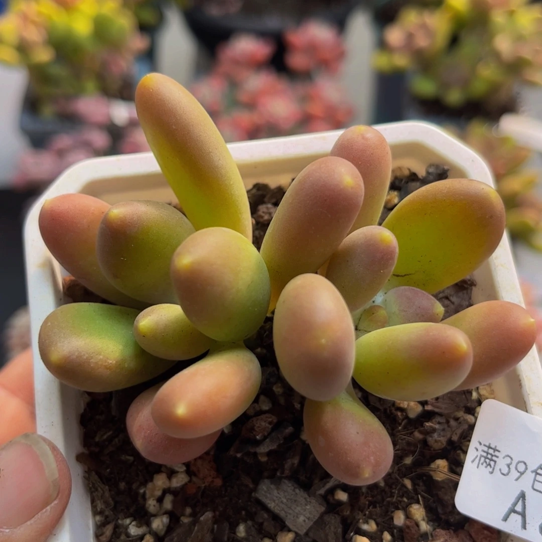 883芒果奶6cm多肉植物