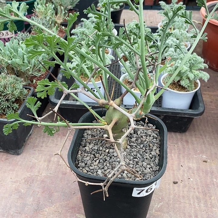 761大香水杨葵块根