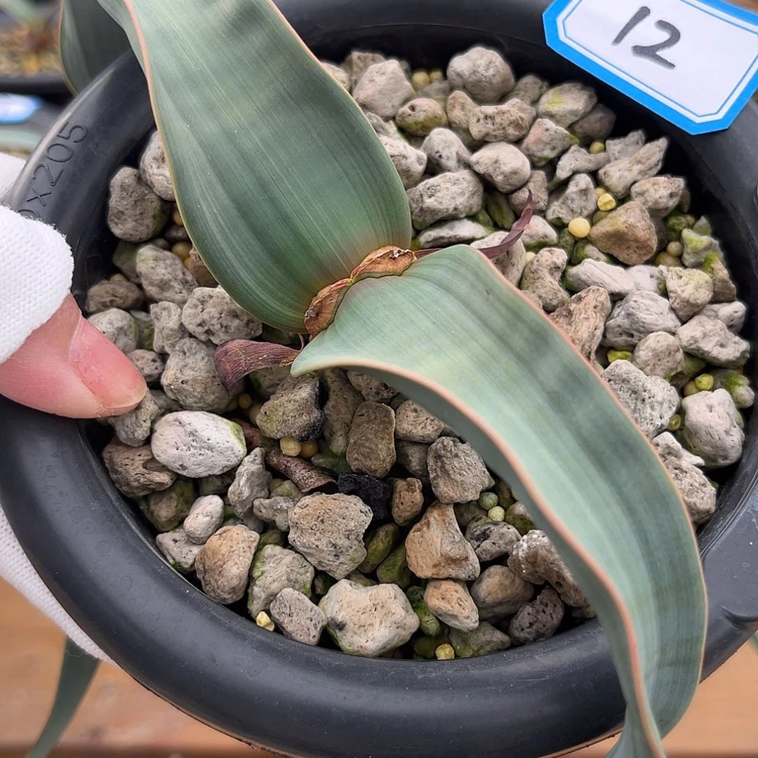 汤圆植物12百岁兰红边有金线