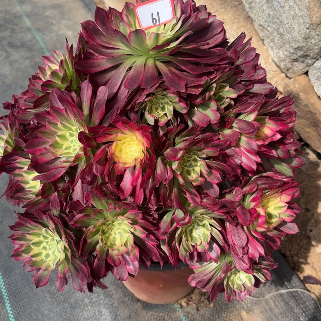 61天合多肉植物绿植