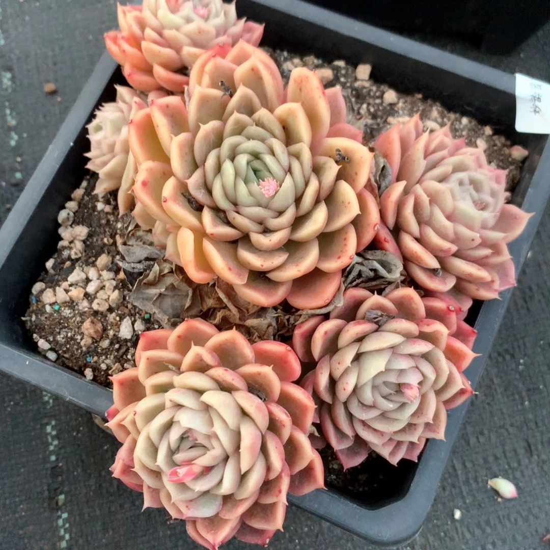 3818瑕疵不售后特价处理