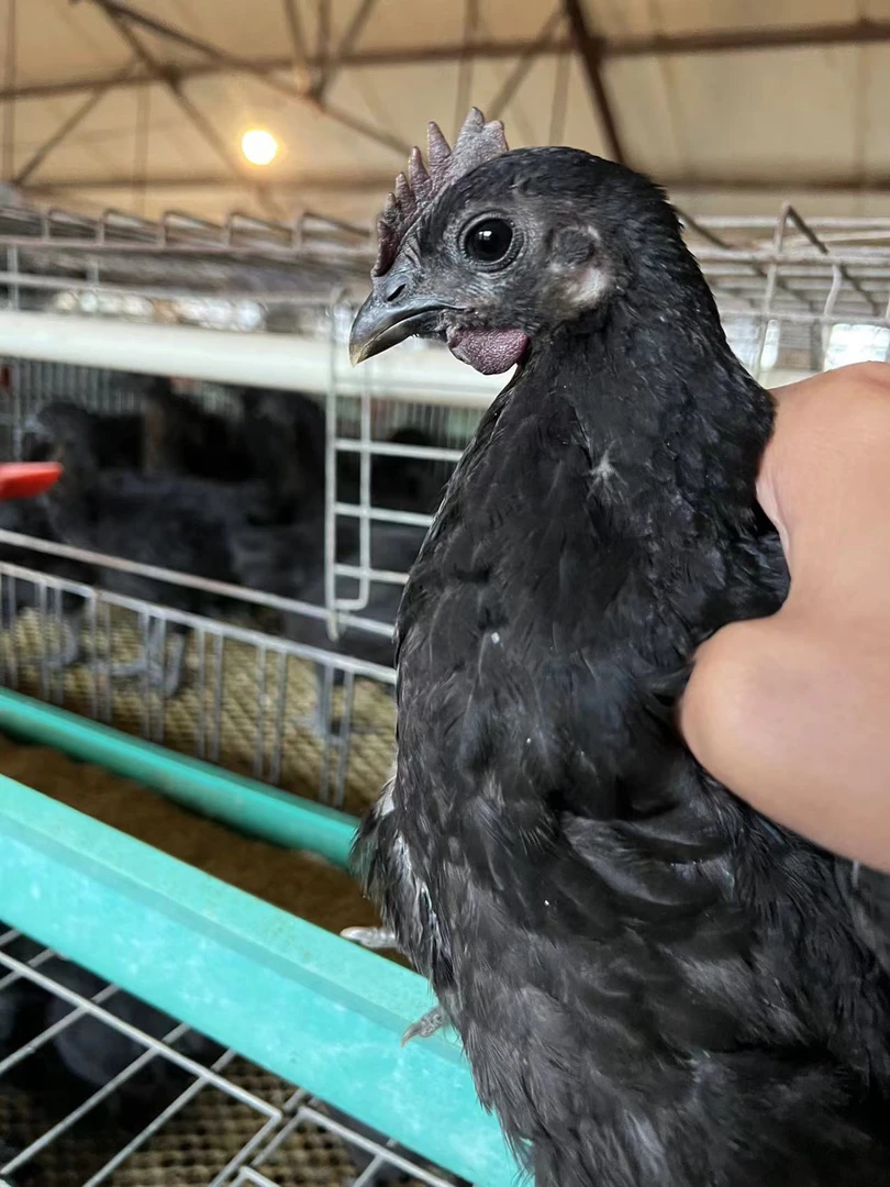 散养五黑鸡肉 质细嫩黑骨黑皮黑肉黑内脏5只1.5斤左右包邮