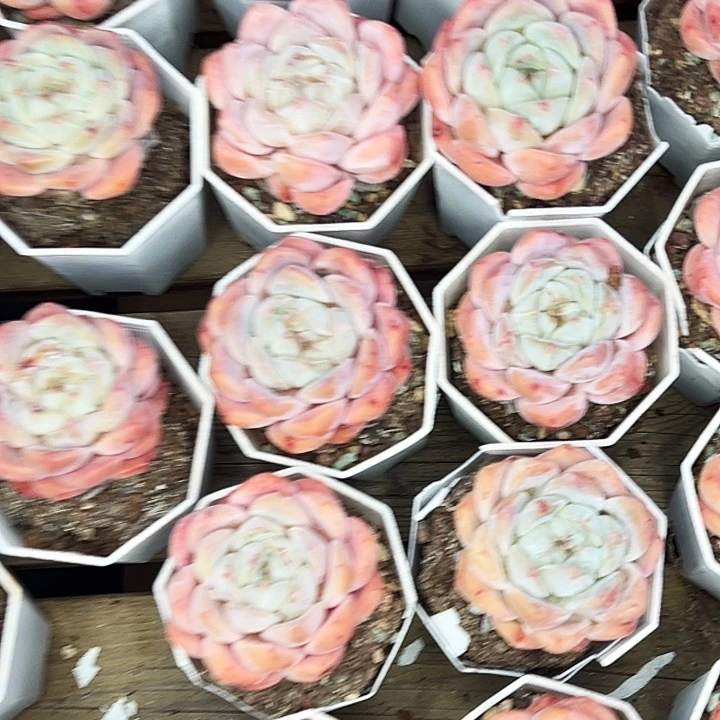 团083号。 大单头海棠红。