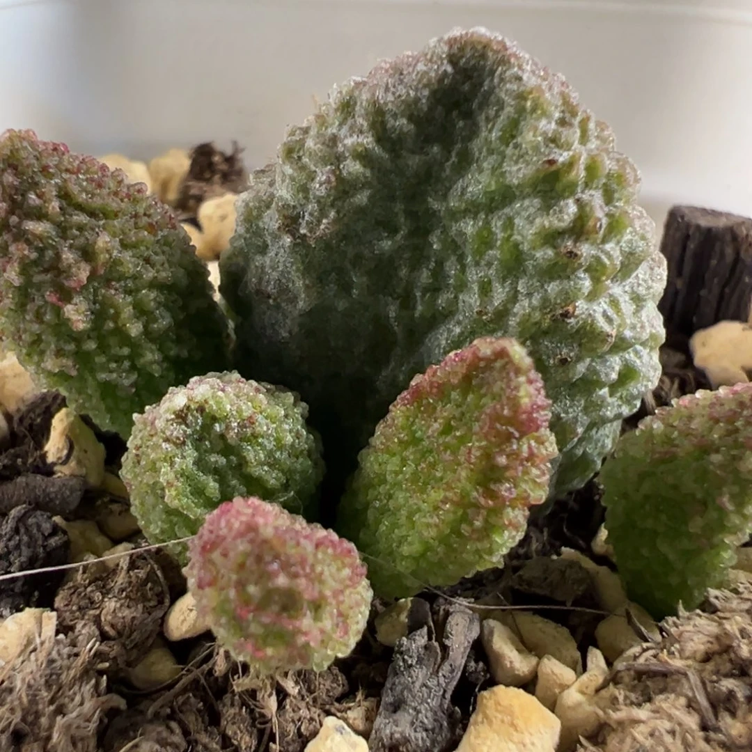 实生新品大苗多肉植物水泡