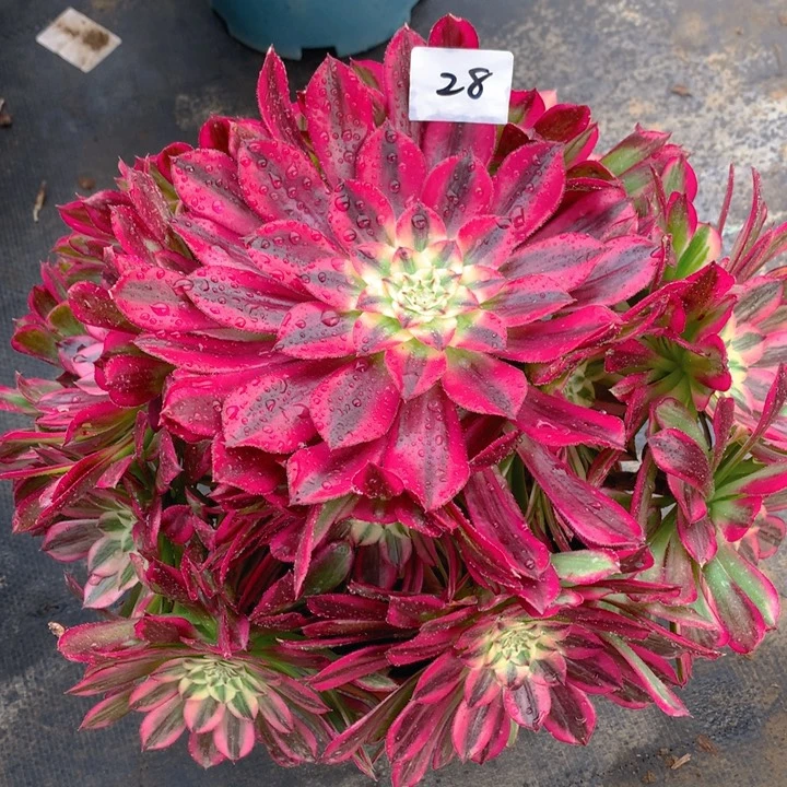 28天合精品法师多肉