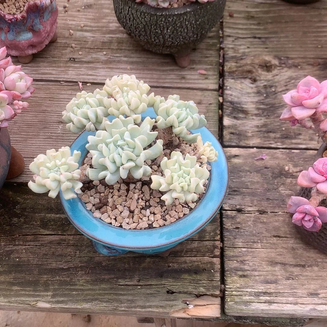 键*特玉莲多肉植物脱土