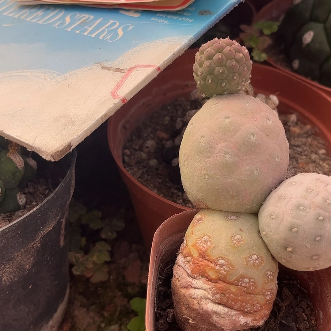 无花朵不**名习字也一颗