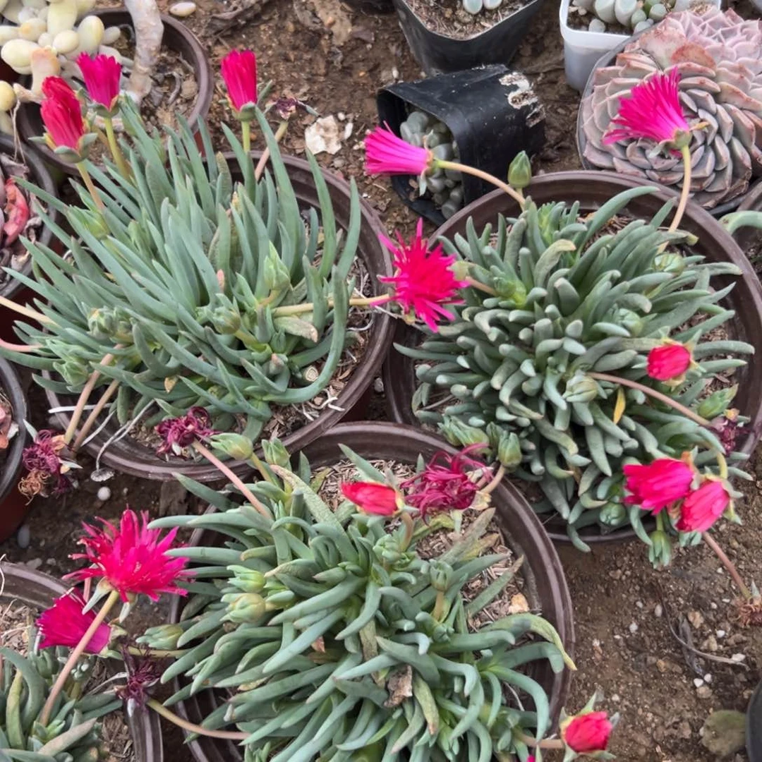 多肉植物红花奔龙