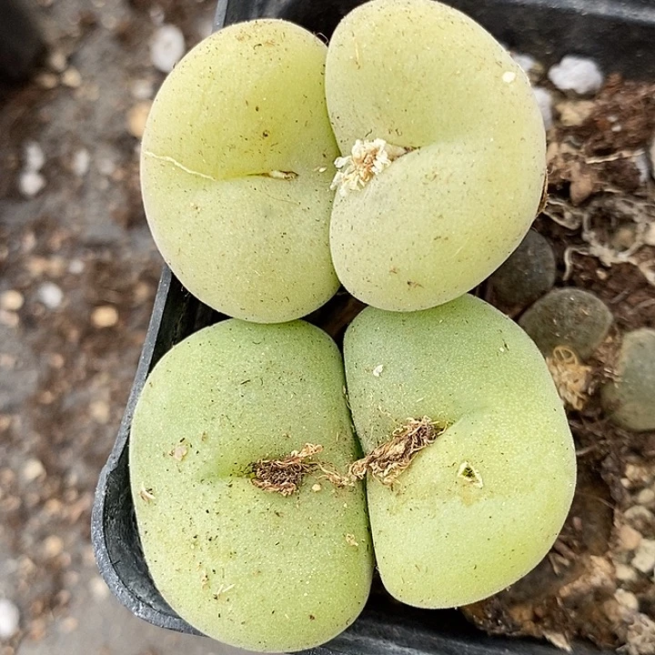 大双头孔卡佛1颗。