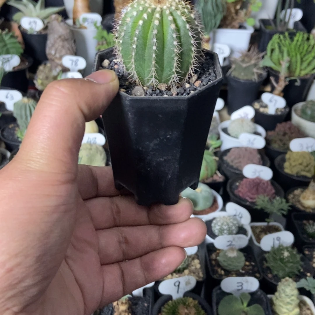 实生优博球一物一拍