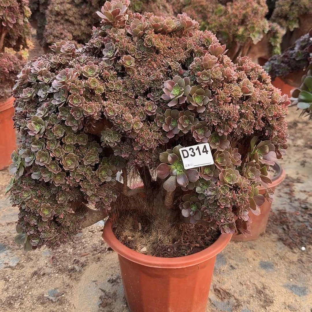 314火玫瑰朵朵有伤一颗