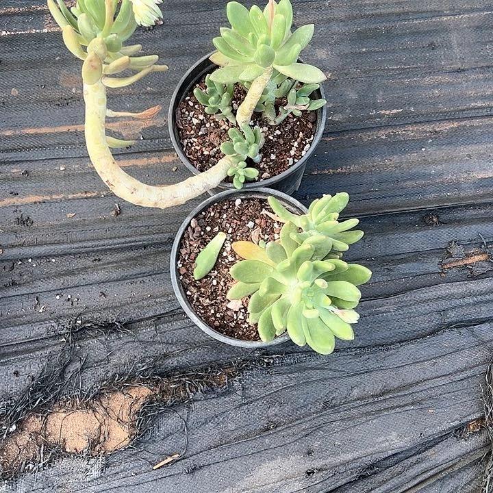 .*-多肉植物一物一拍