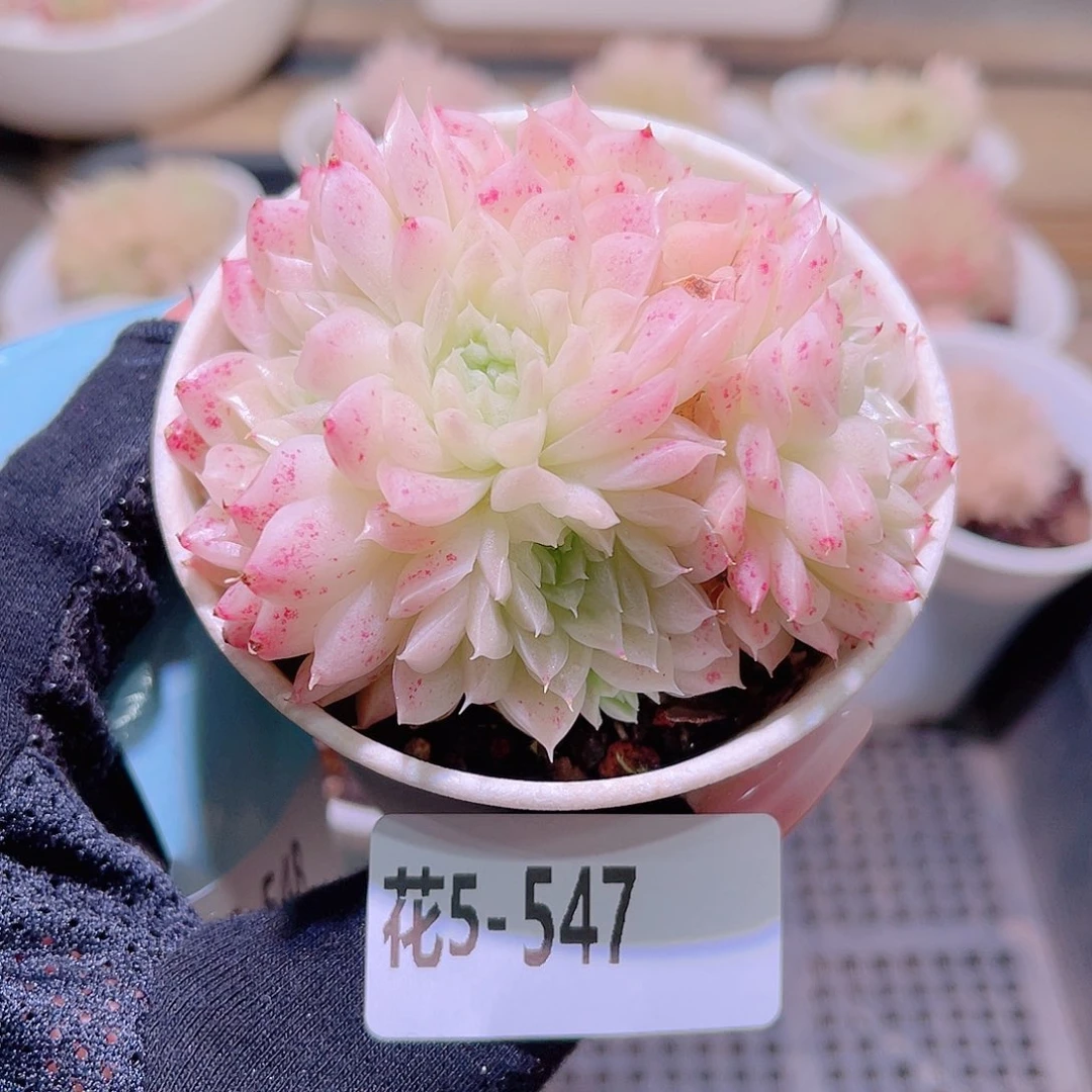 花利美5-547麦秆