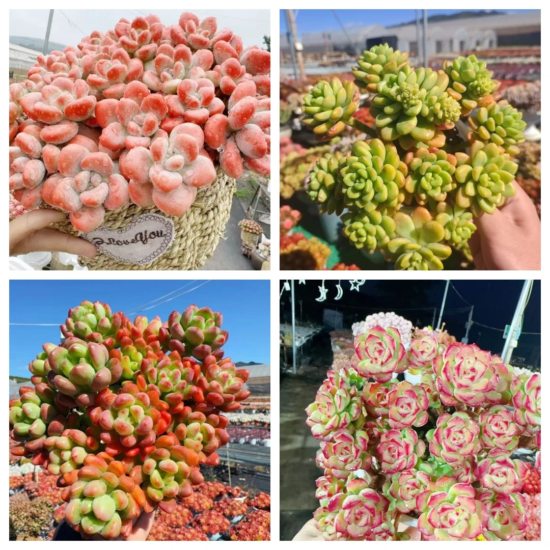 X红洛神+草编蓝组合  好看好养 云南基地直发 带盆带土