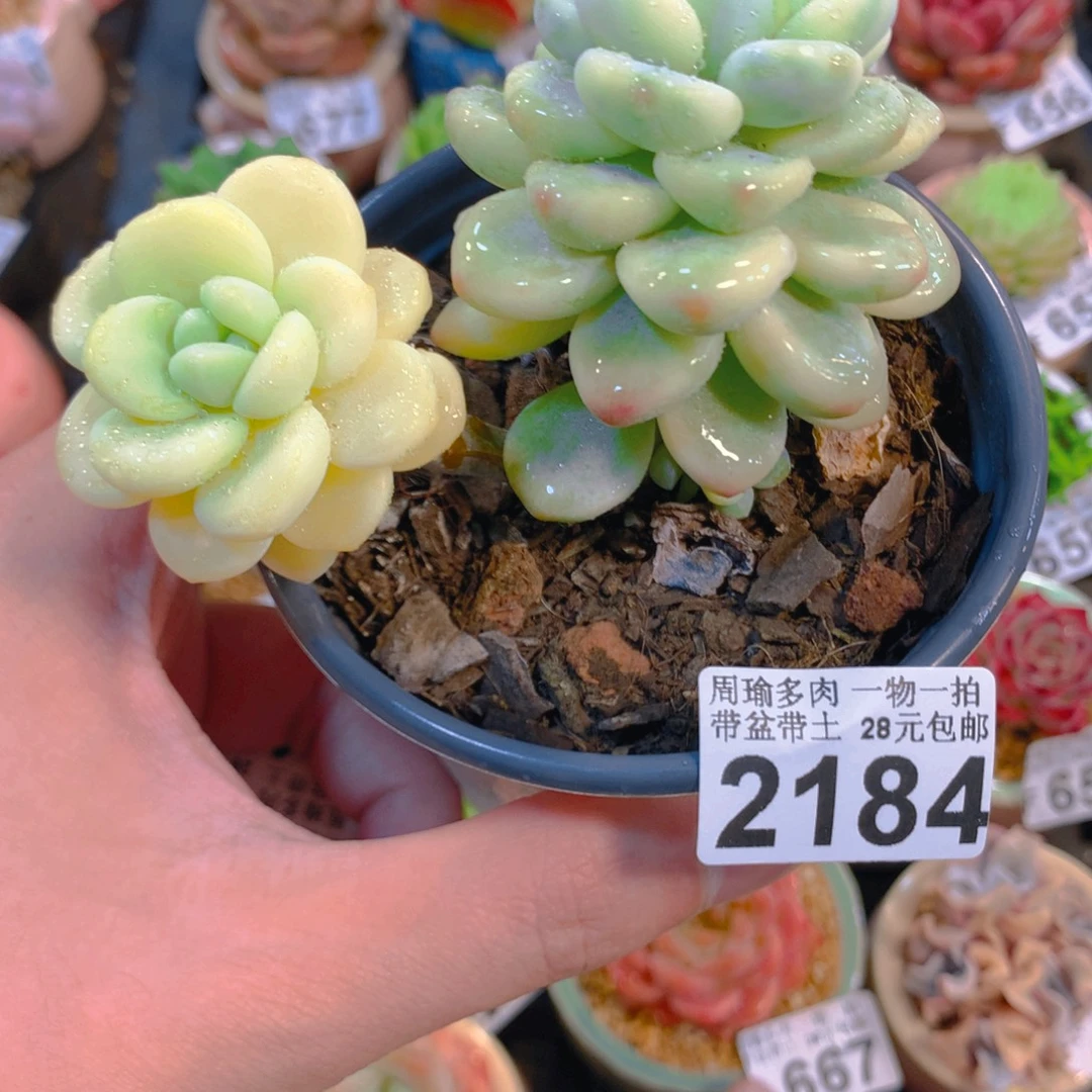 5厘米盆精控多肉2184
