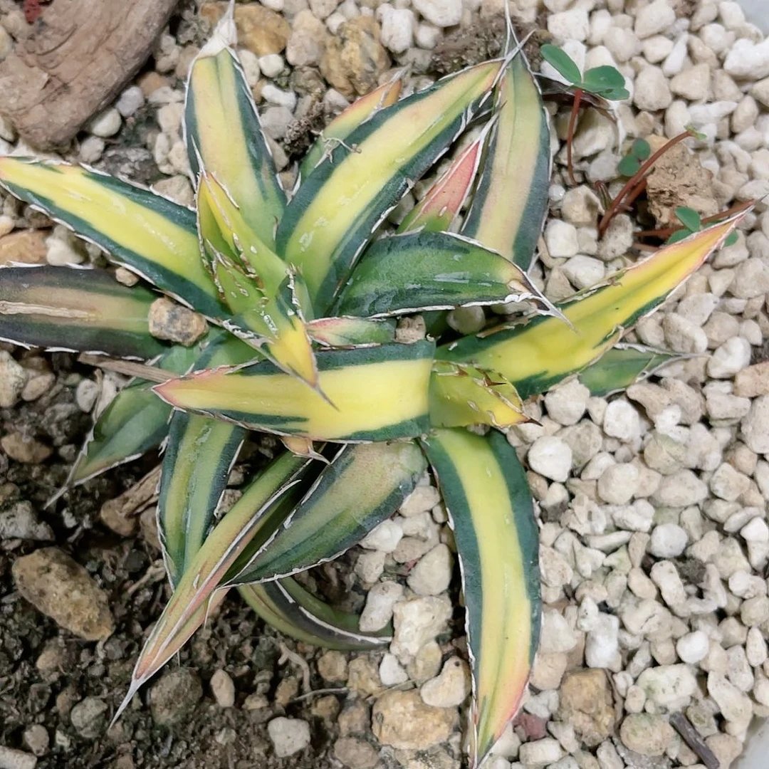 θ屉之雪汝中斑龙舌兰包邮