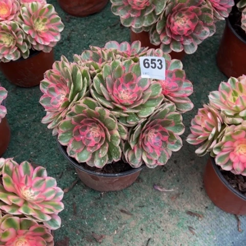 萍***淡653海神朵朵多肉，