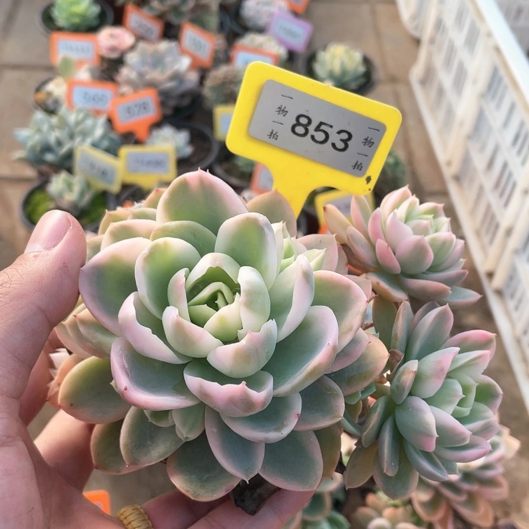 【闪购商品】853号