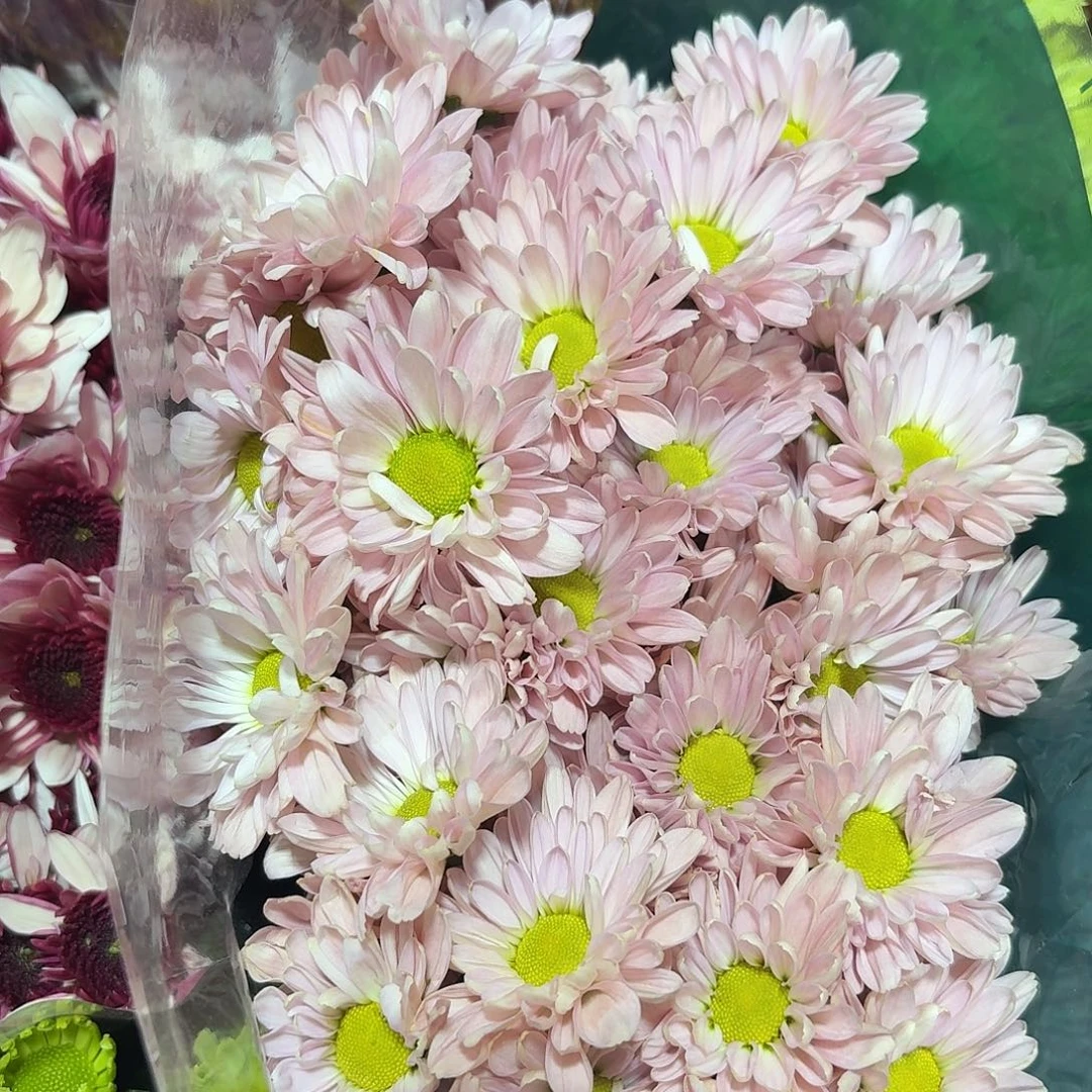 海南 花努力 新品粉盈盈小菊