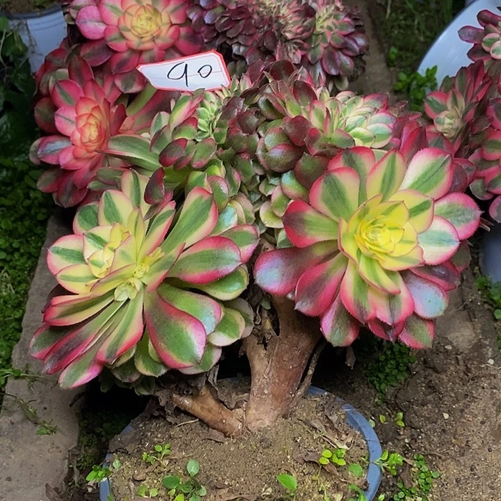 荔枝缀化老桩90号