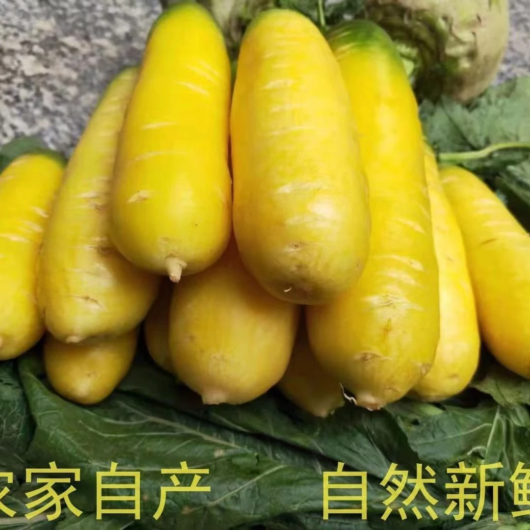 【助农福利】头茬黄胡萝卜营养丰富包饺子包子辅料现挖沙地胡萝卜