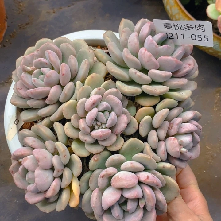 夏悦多肉0211-55白鹭